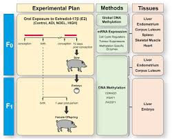 Gestational Oral Low Dose Estradiol 17 Induces Altered Dna