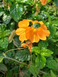 Image result for Crossandra infundibuliformis