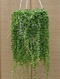 The beads are actually swollen leaves that have been adapted to withstand long periods of drought. Pin On Gardening