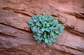 Image result for Vandellia