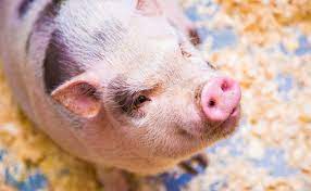 Nourriture pour rongeur produits de soins et d'hygiène. Comment Elever Un Cochon Nain Conseils Et Bonnes Pratiques