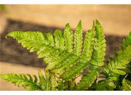 Image result for Pteris dentata