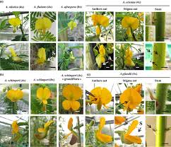 Image result for Kotschya sp.no.A