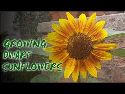 Growing Dwarf Sunflowers Sunflowers Helios Youtube