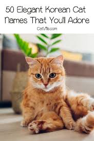 50 elegant korean cat names for your new kitten cute cat names korean cat names girl cat names