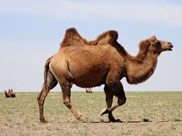 The domesticated bactrian camel gestation (the length of time a pregnant female carries a baby) lasts 13 months. Pin On Vanishing Creatures