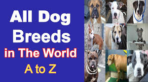 All Dog Breeds In The World A Z All Dog Species Name