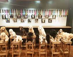 Wagging Tails Cafe Coconuts Directory