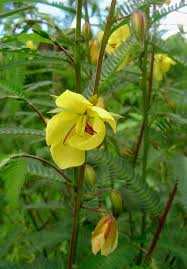 Image result for Chamaecrista mimosoides