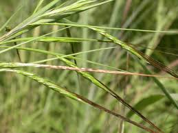Image result for Heteropogon melanocarpus