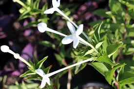 Image result for Bouvardia longiflora