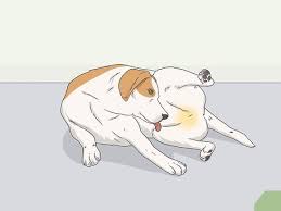 Malvorlagen hunde kostenlos ausdrucken archives coloring site. Die Blase Eines Gelahmten Hundes Ausdrucken Wikihow