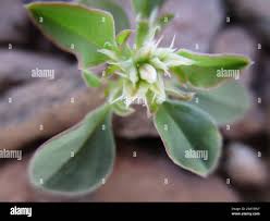 Image result for Hermbstaedtia