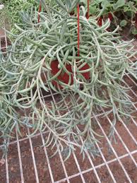 Image result for Senecio