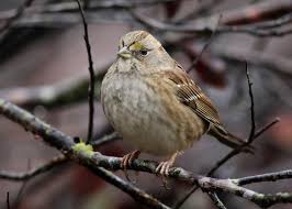 Image result for Nicolasia coronata