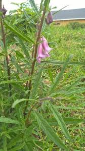 Image result for Sesamum angolense