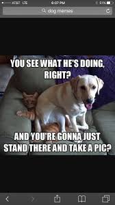 597 x 597 png 568 кб. Pin By Xdoughnutgirlx 5150 On Dog Memes Happy Birthday Funny Cats Cat Memes Clean Funny Cat Memes