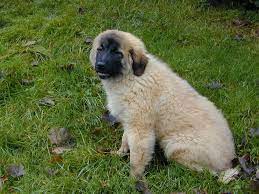 14,274 likes · 48 talking about this. Serra De Estrela Berghund Der Wollige Schutz Und Familienhund