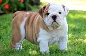 Find your ideal pomeranian from euro puppy, we have been working with the best pomeranian breeders for many years so you can enjoy total peace of mind that you … Bulldog Breeders South Australia Bulldog Lover