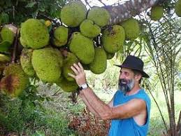 Most fruit is unrecognizable to people in the united states. Cape Trib Exotic Fruit Farm Cape Tribulation Tourism Canberra