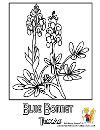 Search through 623,989 free printable colorings at getcolorings. Bluebonnet Flower Coloring Pages Coloring Pages Blue Bonnets
