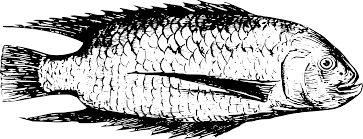 Download Fish From Lake Tanganyika 4 Icons Png Free Png And Icons Downloads