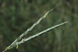 Image result for Andropogon gayanus