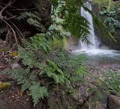 Image result for Hymenophyllum triangulare