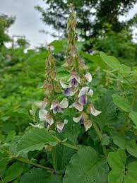 Image result for Crotalaria verrucosa