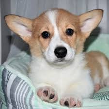 Why buy a corgi puppy for sale if you can adopt and save a life? Joe Pembroke Welsh Corgi Puppy 635883 Puppyspot