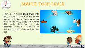 In addition to the food chain, the food relationships between organisms in an ecosystem can be represented as a network. What Is The Definition For Food Chain