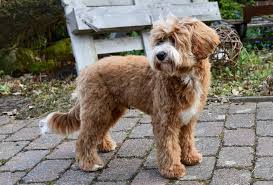 Health guarantee · good dog certified · transportation available Original Australian Labradoodle