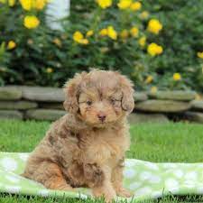 Miniature Aussiedoodle Puppies For Sale Greenfield Puppies Aussie Doodle Puppy Aussiedoodle Doodle Puppy