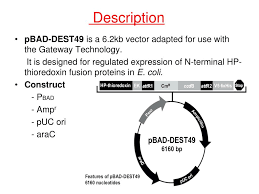 Vector database is a digital collection of vector backbones assembled from publications and commercially available sources. Ppt ë¯¼ ì—° ìˆ™ Powerpoint Presentation Free Download Id 3834321