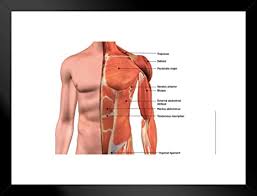 In the muscular system, muscle tissue is categorized into three distinct types: Amazon Com Poster Foundry Male Chest Muscles Labeled Educational Medical Chart Matted Framed Wall Art Print 26x20 Inch Home Kitchen