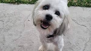 Blind and deaf dog Teddy got lost in a neighbor's yard. Police called to  help him shot him dead