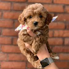 They are extremely social and intelligent. Australian Labradoodle Guide 2020 All You Need To Know 21 Labradoodle Puppy Australian Labradoodle Puppies Australian Labradoodle