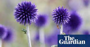 Maybe you would like to learn more about one of these? Ask Alys What Flowering Mediterranean Plant Will Cope Under An Olive Tree Gardening Advice The Guardian