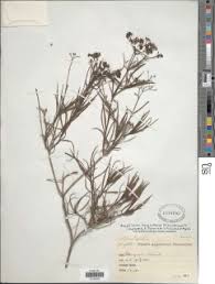 Image result for Amphiasma