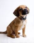 Puggle Puppies For Sale by Reputable Breeders | Pets4You