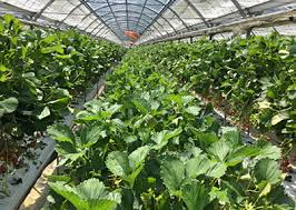 石灰肥料で野菜を元気に １ 葉面散布のコツを公開 施設園芸 Com