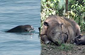 It is the most critically endangered marine mammal in the world. Some Good News For Beleaguered Vaquita And Sumatran Rhino