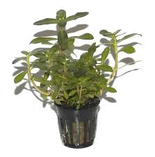 Image result for Nesaea crassicaulis