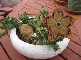 Has anyone of you ever tried and succeeded in rooting a cutting from edithcolea grandis? Edithcolea Grandis Persian Carpet Flower World Of Succulents