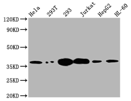 Store product protected from light at 4°c until opened. Anti Tyms Antibody Mybiosource