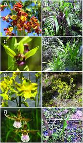 Flawildflowers.org has some good info on growing and such. Study Species Florida Native Cyrtopodium Punctatum Flower A Adult Download Scientific Diagram