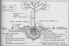 Mix one part of the native soil that you have excavated with an equal part of any amended soil. Care And Planting Of Bareroot Fruit Trees Fruit Trees Trees To Plant Fruit Plants