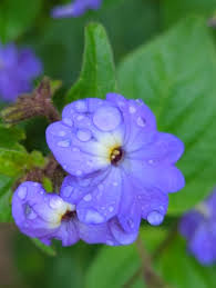 Image result for Browallia americana