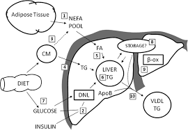 Overproduction Of Very Low Density Lipoproteins Is The Hallmark Of The Dyslipidemia In The Metabolic Syndrome Arteriosclerosis Thrombosis And Vascular Biology