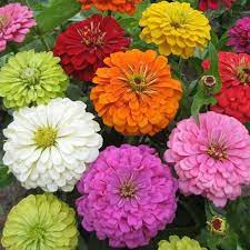 Pin On Garden Wishlist 2020